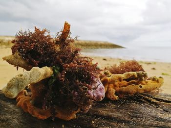 Soft coral with seaweed on the dry wood at the beach 