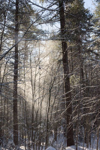 View of bare trees in winter