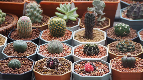 High angle view of potted plants for sale at market