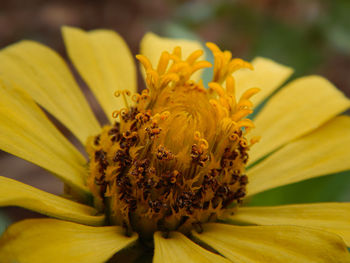 Close-up of yellow flower