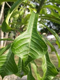 Close-up of fresh green plant