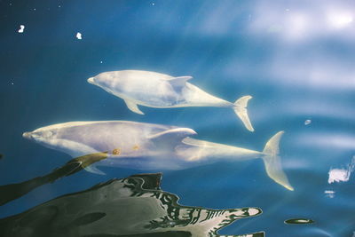 Close-up of fish swimming in aquarium