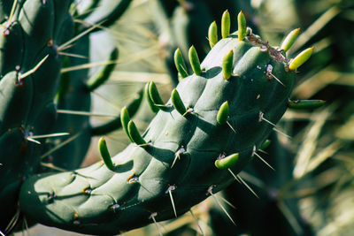 Close-up of succulent plants