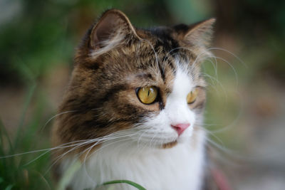 Close-up portrait of a cat