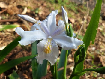 Close-up of white flowering plant on field