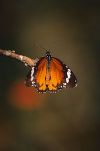 Close-up of butterfly