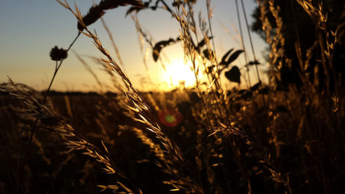 Close-up of grass growing in field