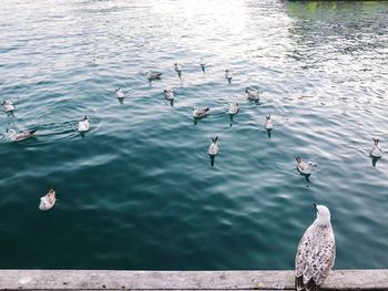 High angle view of seagulls in lake