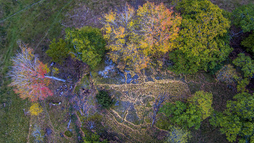 Close-up of trees in forest during autumn