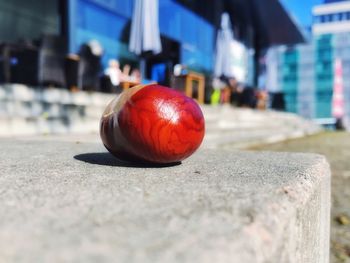 Close-up of tomatoes