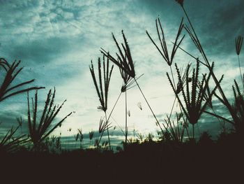 Close-up of plants growing on field against sky