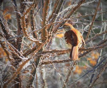 Close-up of bird perching on branch