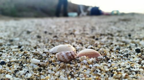 Close-up of sea shells on beach