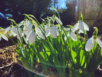 Close-up of white flowering plants on field