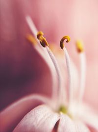 Extreme close-up of flower petal
