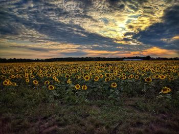 Yellow flowers on field against sky at sunset