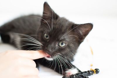 Close-up of hand holding cat