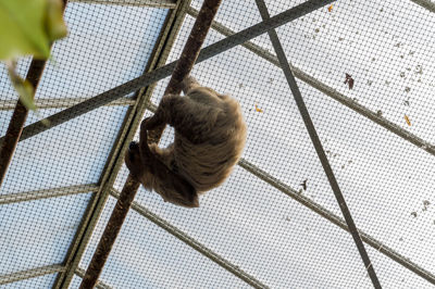 Close-up of insect in cage