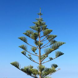 Low angle view of palm tree against clear blue sky