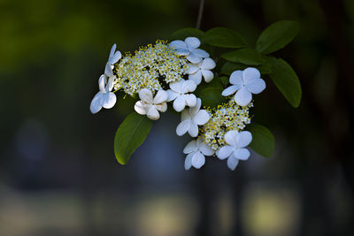 Close-up of white flowering plant