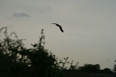 Bird flying over white background