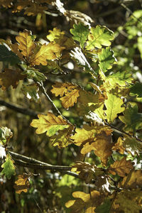Close-up of leaves growing on tree
