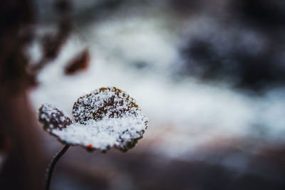 Close-up of snow on leaf during winter