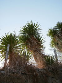 Low angle view of palm trees against clear sky