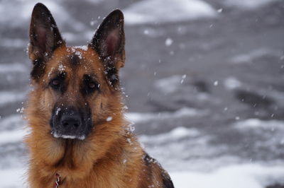 Close-up portrait of german shepherd during winter