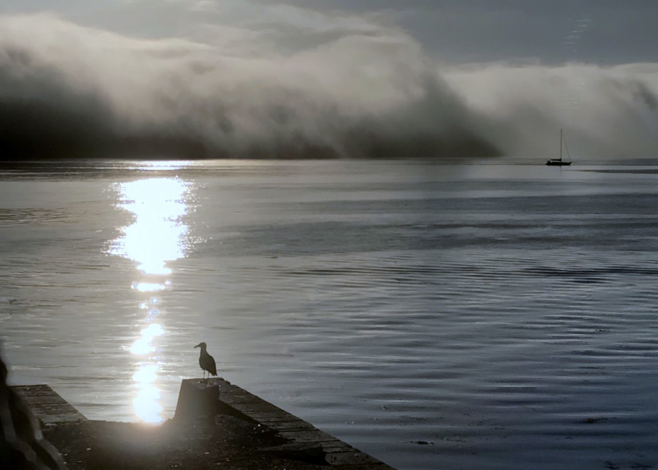 SWAN SWIMMING IN SEA DURING SUNSET