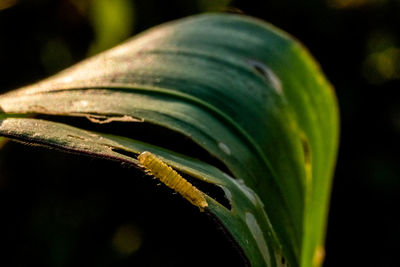 Close-up of green leaf