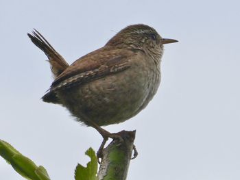 Low angle view of bird perching on twig