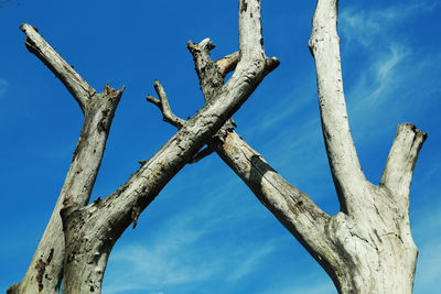 Low angle view of bare tree against blue sky