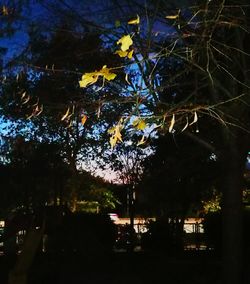 Close-up of illuminated tree against sky at night