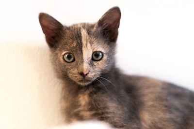 Close up of a two color face kitty looking at the camera