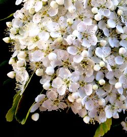 Close-up of white flowers