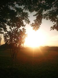 Silhouette tree on field against sky at sunset