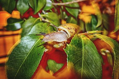 Close-up of insect on plant