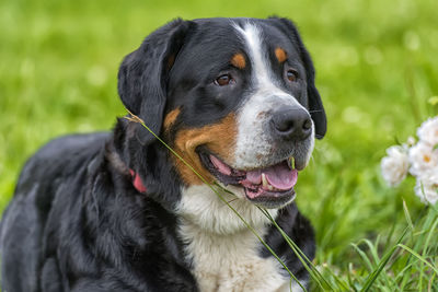 Close-up of dog looking away on field