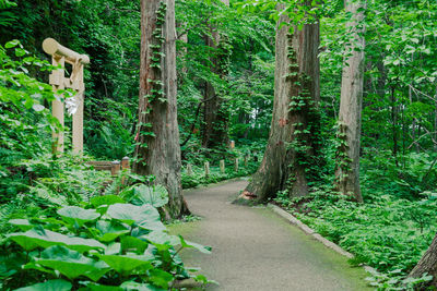 Rear view of man walking in forest