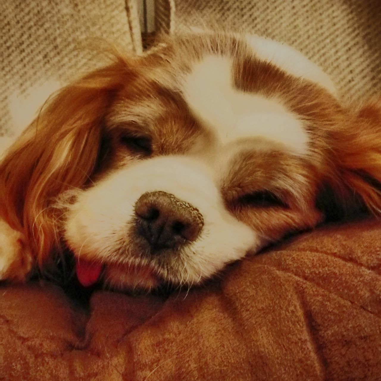 CLOSE-UP OF DOG RELAXING ON BLANKET