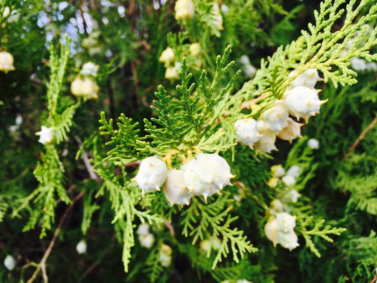 flower, fragility, freshness, growth, white color, close-up, beauty in nature, in bloom, springtime, blossom, petal, bud, season, nature, selective focus, botany, green color, flower head, plant, day, bloom, focus on foreground, new life, green, bunch of flowers, softness, park, full frame