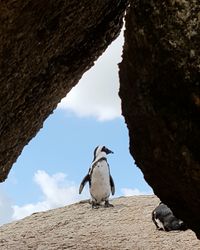 Low angle view of bird perching on rock