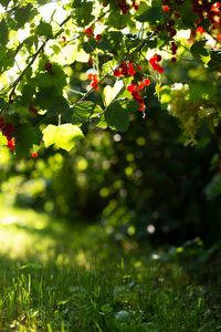 Red berries on tree