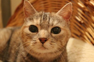 Close-up portrait of cat