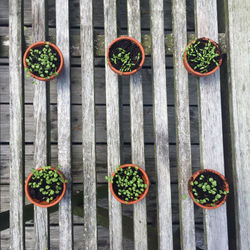 Close-up of potted cactus plants in greenhouse