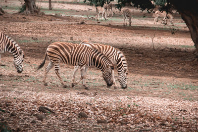 Zebras in a zebra