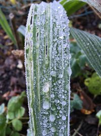 Close-up of wet plant