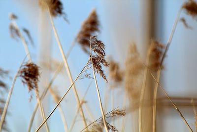 Close-up of wilted plant against blurred background