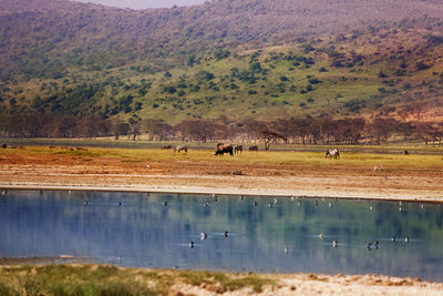 View of ducks on a lake